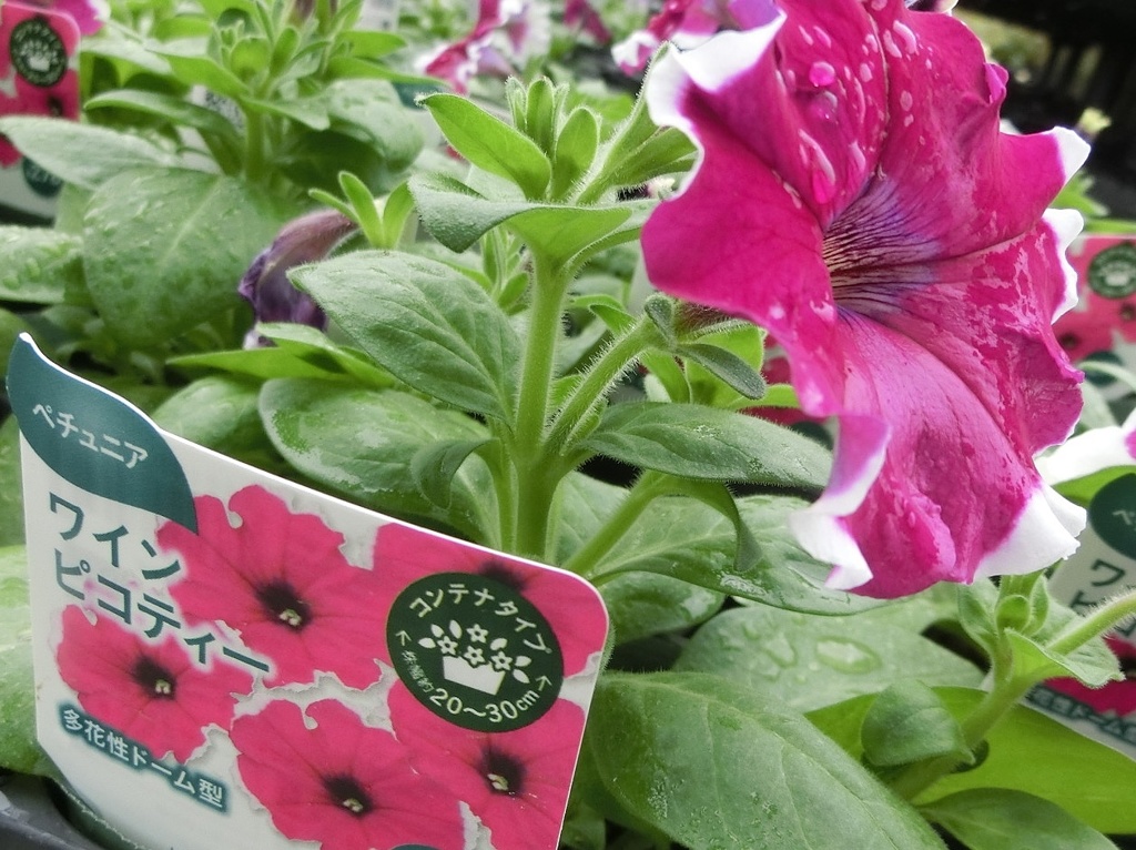 ワインピコティー