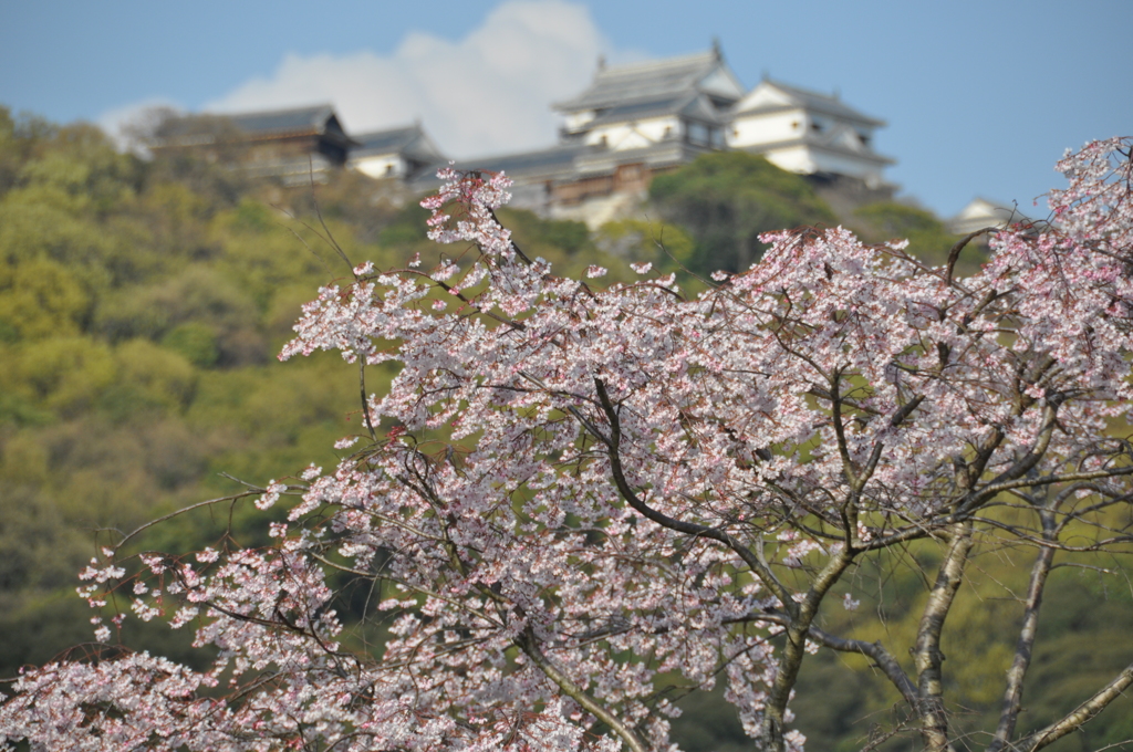 桜と城