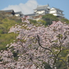 桜と城