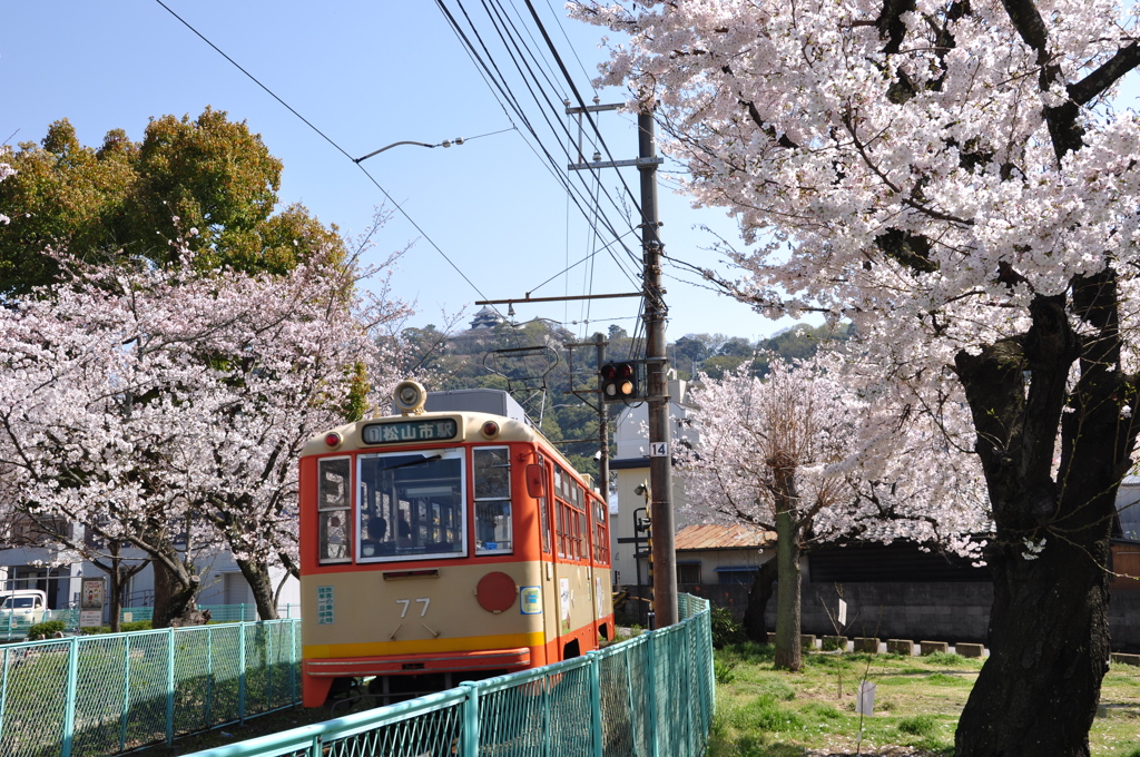 城と桜と電車