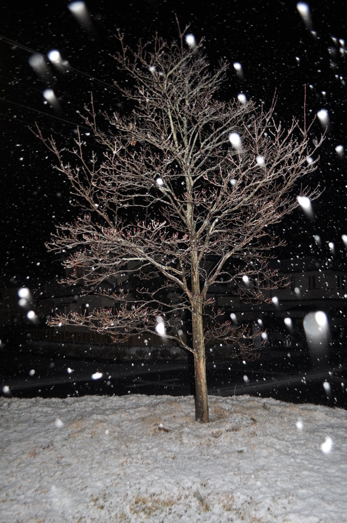 雪化粧