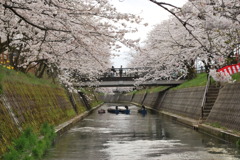桜川