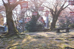 夢見桜