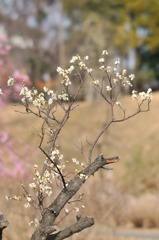 於大公園の梅