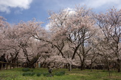 高遠城の桜