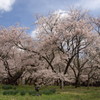 高遠城の桜