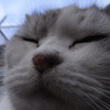 neko