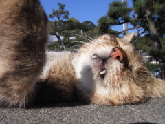 ぽかぽか