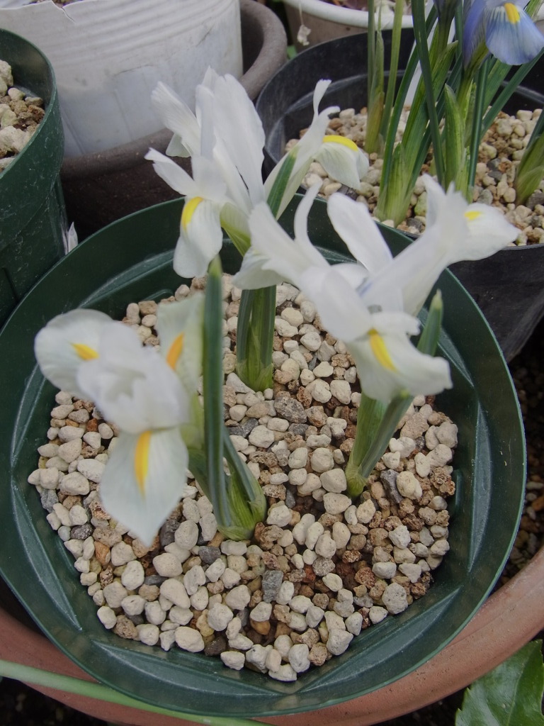 ミニアイリス・１