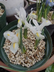 ミニアイリス・１