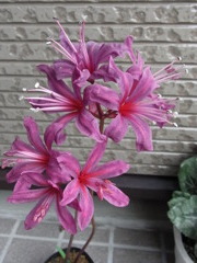 ネリネ　紫式部