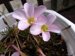 オキザリス　ペンタローズ