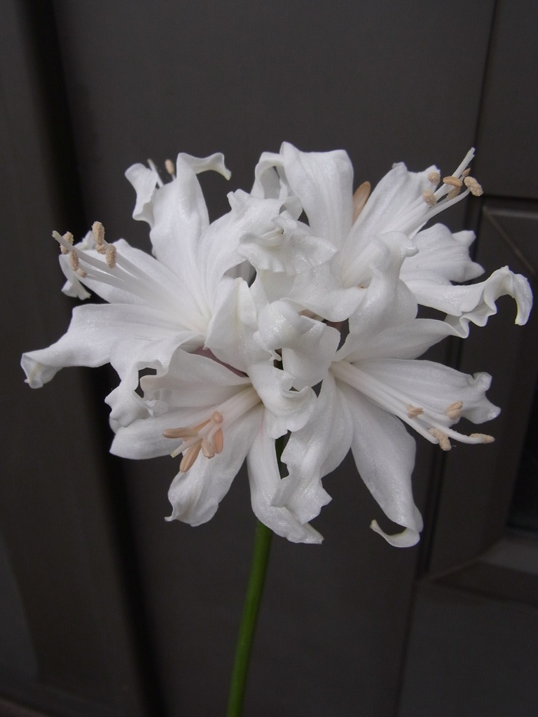 ネリネ　スノーマイデン