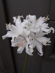 ネリネ　スノーマイデン