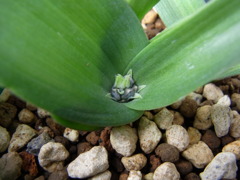 ラケナリア　ヴィリディフローラ・１