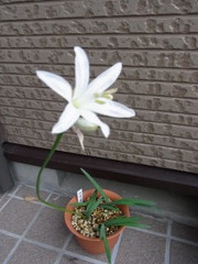 ネリネ　リゲル・１