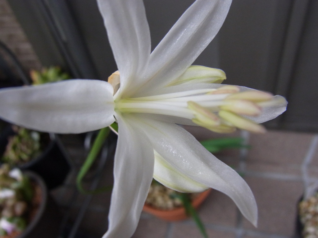 ネリネ　リゲル・３