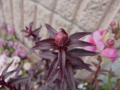 キンギョ草・５