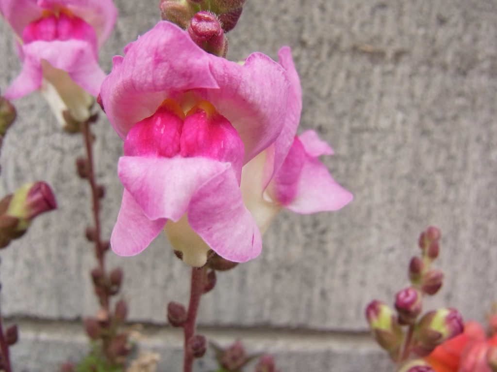 キンギョ草・４