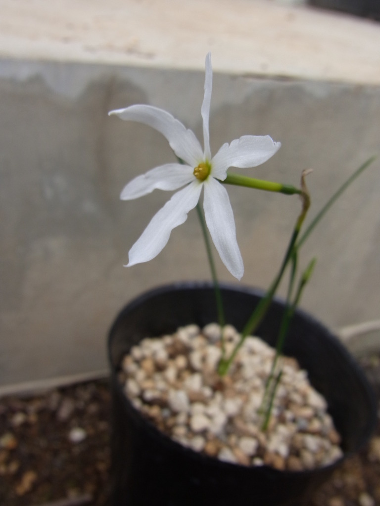 ナルキサス　セロチネス・１