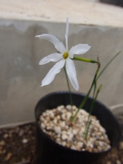 ナルキサス　セロチネス・１