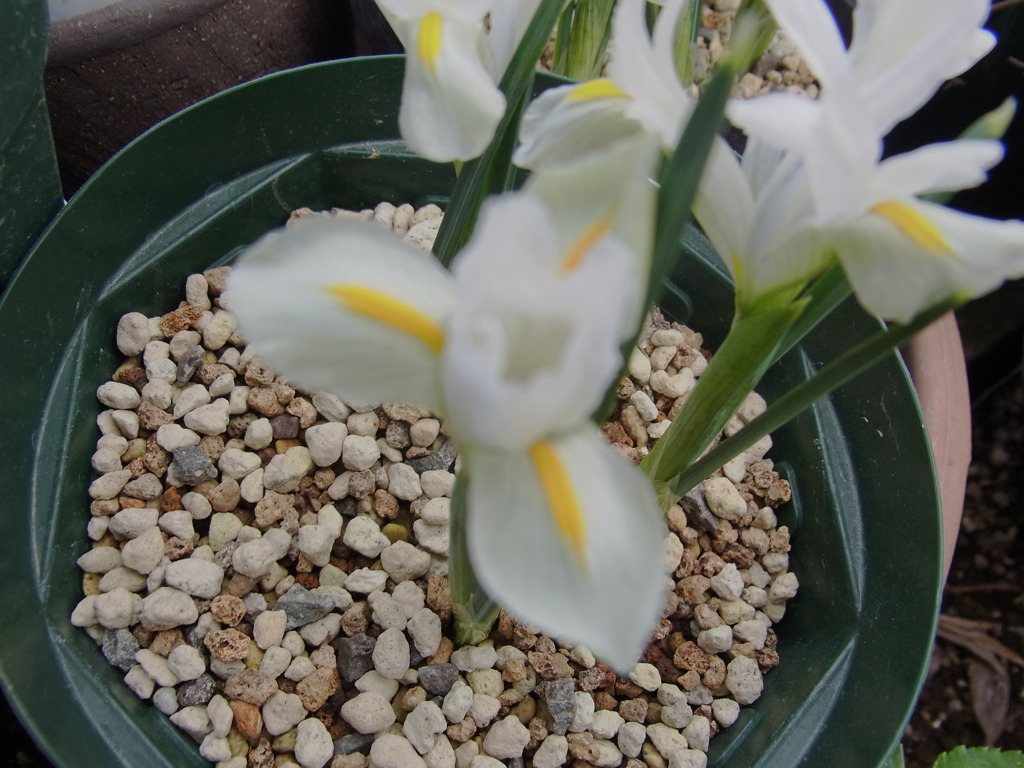 ミニアイリス・２