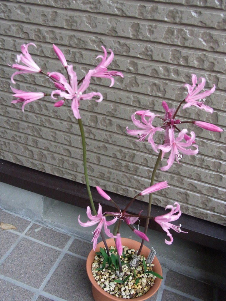 ネリネ　フミリス・１