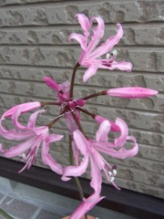 ネリネ　フミリス・２