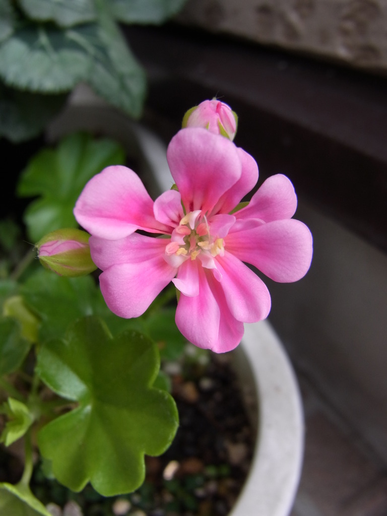 アイビーゼラニューム　ニューシュアガーベイビー