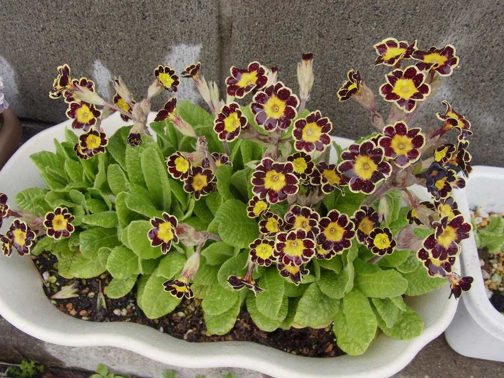 プリムラ　ゴールドレース