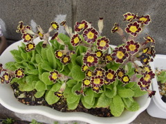 プリムラ　ゴールドレース