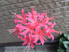 ネリネ　バリアント