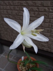 ネリネ　リゲル・２