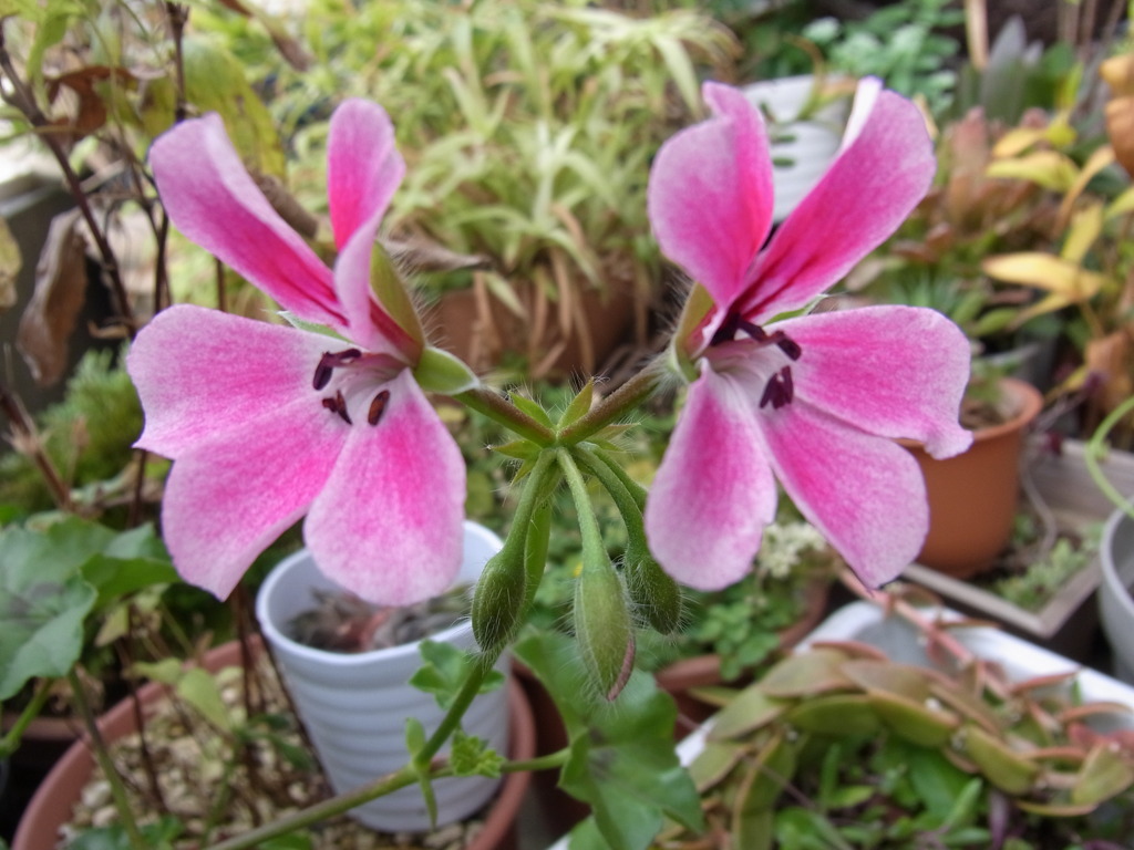 アイビーゼラニューム