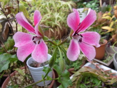 アイビーゼラニューム