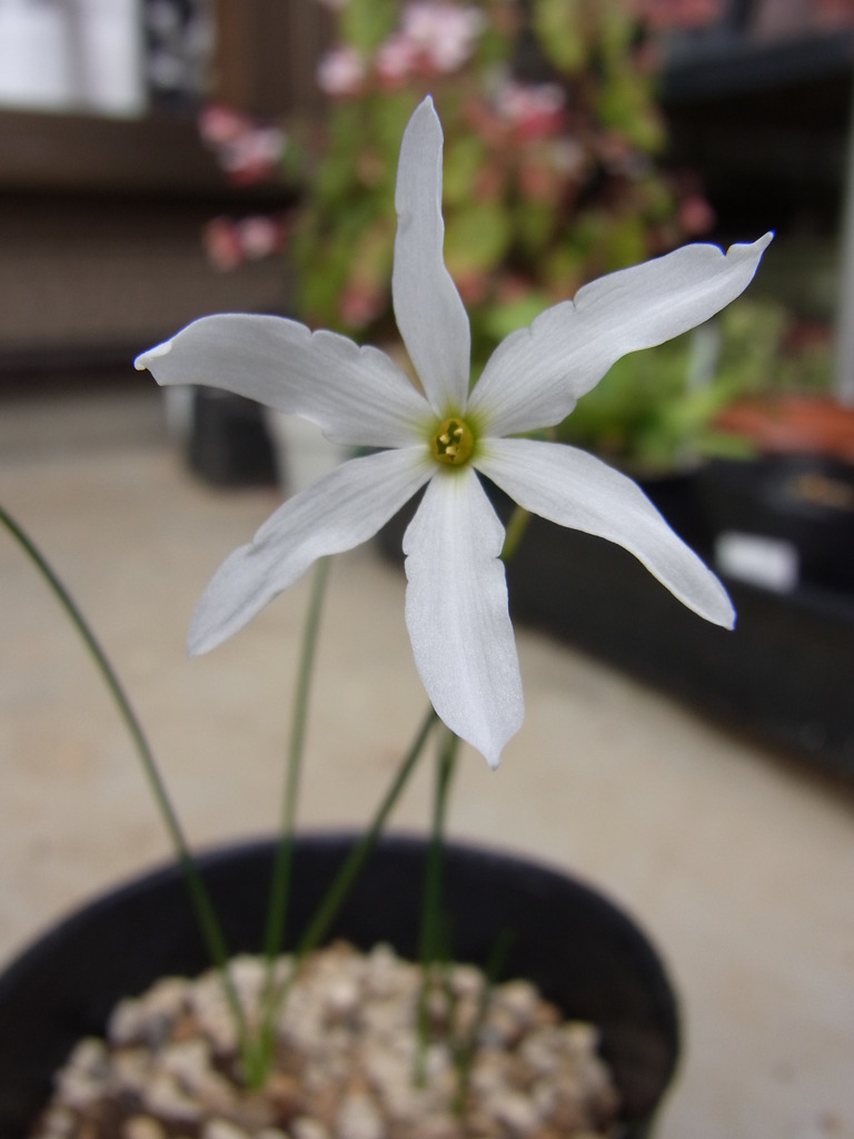 ナルキサス　セロチネス・２