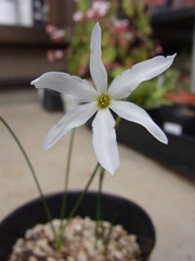 ナルキサス　セロチネス・２