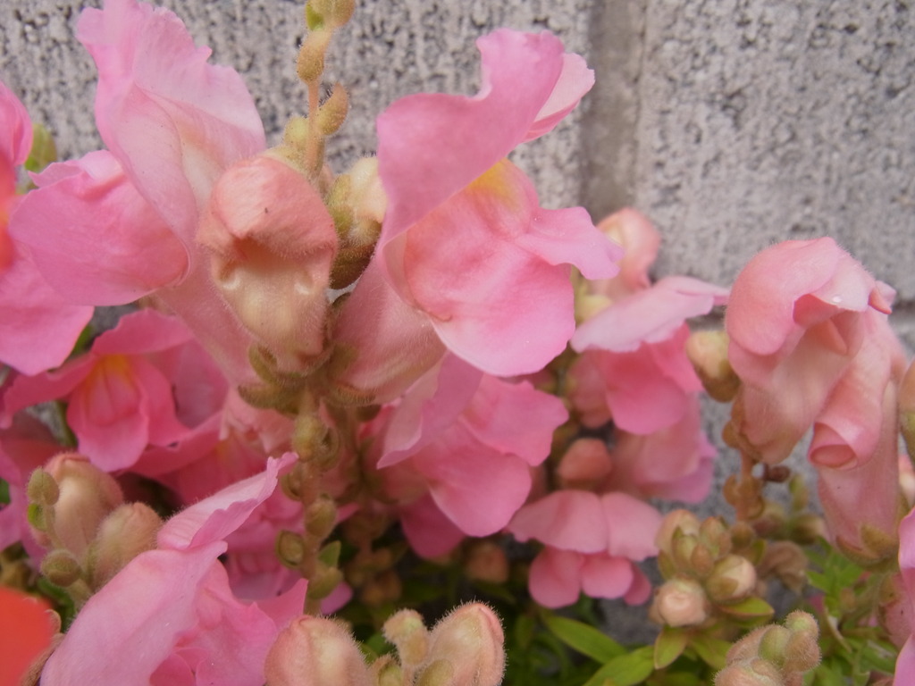 キンギョ草・２