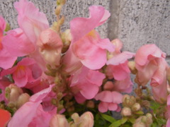 キンギョ草・２