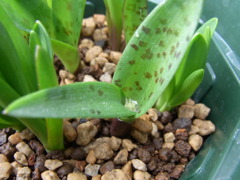 ラケナリア　ヴィリディフローラ・２