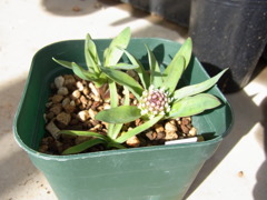 ラケナリア　プシラ・１