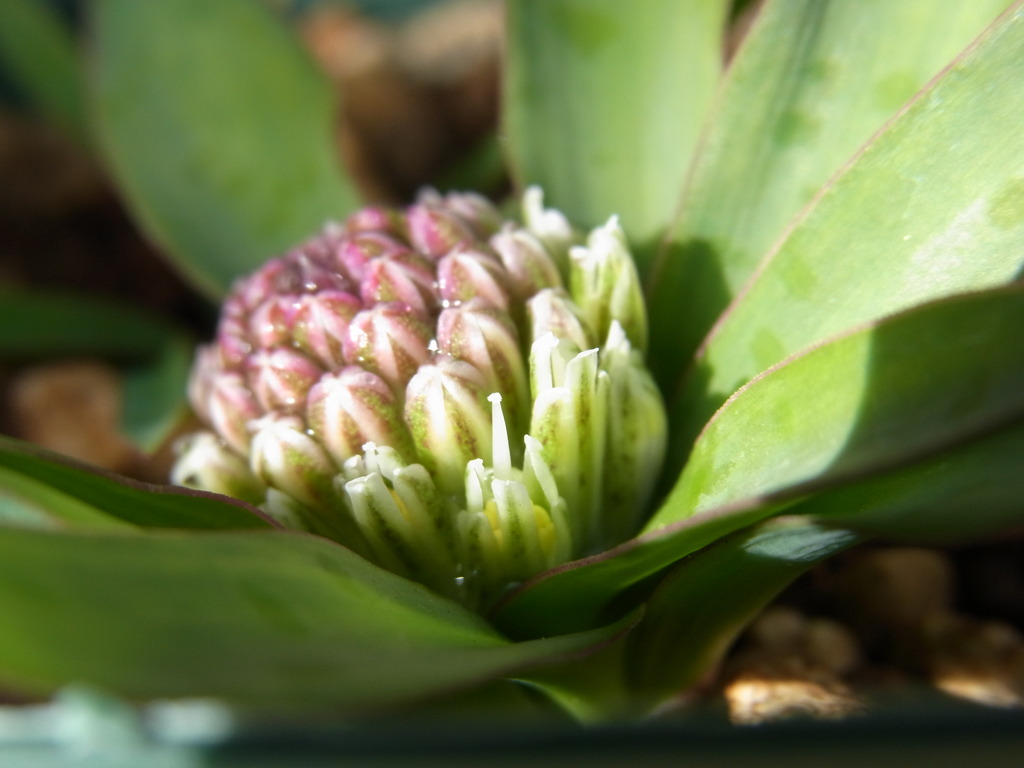 ラケナリア　プシラ・２