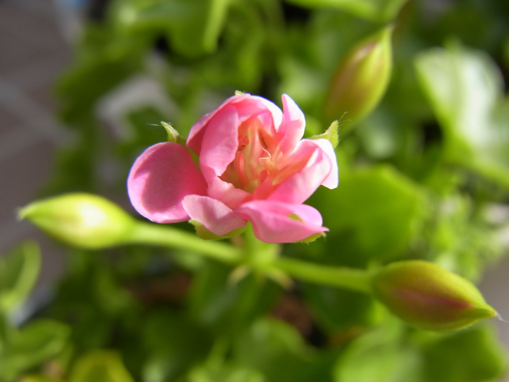 アイビーゼラニューム　シュガーベイビー