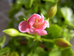 アイビーゼラニューム　シュガーベイビー