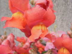 キンギョ草・３