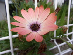 オステオスペルマム・２