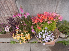 キンギョ草・１