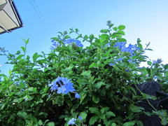 ルリマツリ