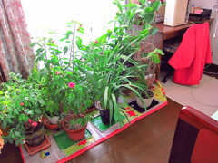 熱帯植物の冬越し