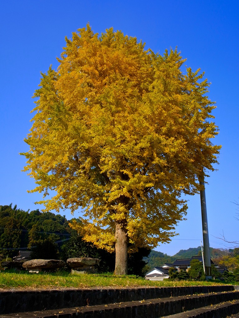 秋
